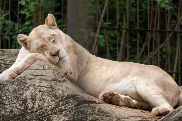 Nahaufnahme Einer Löwin Die Sich Zum Schlafen Auf Den Stein — Stockfoto