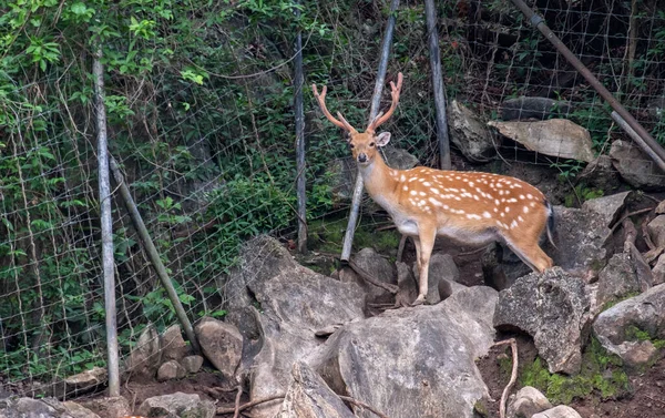 Ciervo Salvaje Macho Bosque Zoológico Asia — Foto de Stock