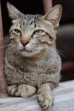 Gri kedi oturmak pencere çerçevesi üzerinde.