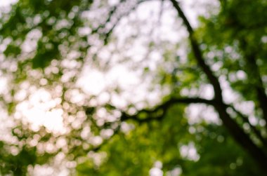 Yaprak Boşluğunun Bulanık Bokeh 'i.