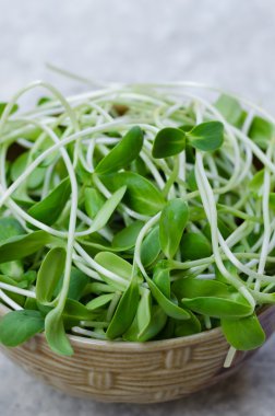 Seramik kase taze ayçiçeği lahanası.