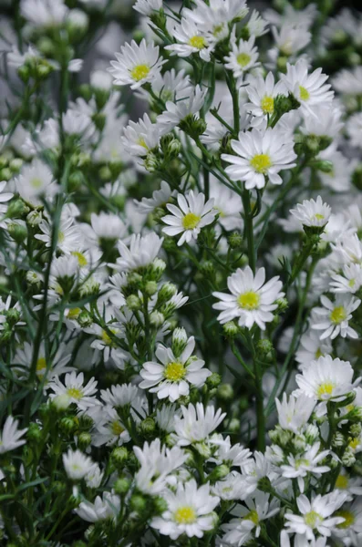 Λευκό Aster λουλούδια σε θολή φόντο. — Φωτογραφία Αρχείου