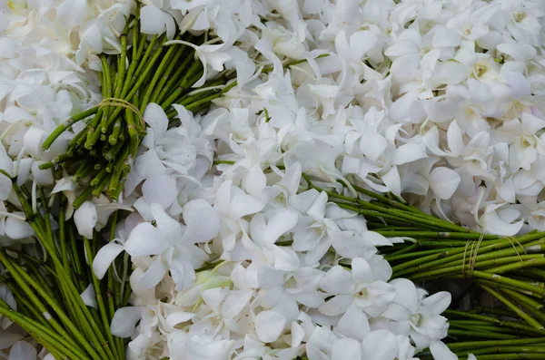 Panicle of White Orchid Flower. — Stock Photo, Image