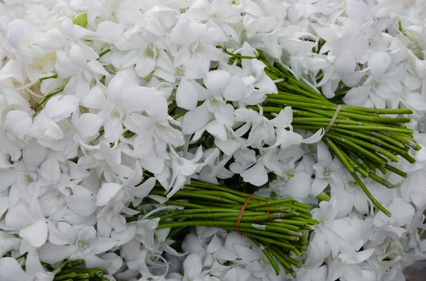 Panicle of White Orchid Flower. — Stock Photo, Image