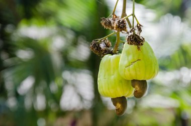 Kaju kaju ağacı doğal bahçesinde üzerinde.