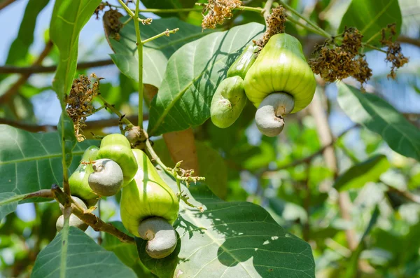 Cashew op de boom van de cashewnoten In natuurlijke tuin. — Stockfoto