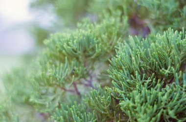 Ardıç ağacı içinde kış sisli sabahı (yumuşak odak arka plan).