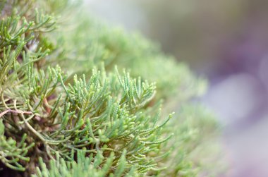 Ardıç ağacı içinde kış sisli sabahı (yumuşak odak arka plan).