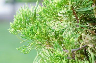 Ardıç ağacı içinde kış sisli sabahı (yumuşak odak arka plan).