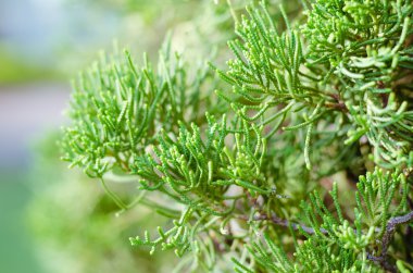 Ardıç ağacı içinde kış sisli sabahı (yumuşak odak arka plan).