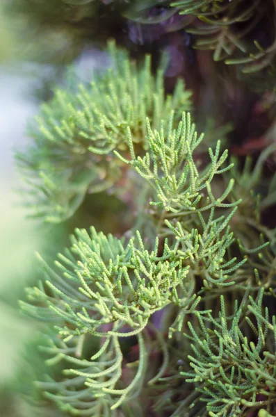 Juniper Tree In Winter Foggy Morning (fundo de foco suave ). — Fotografia de Stock