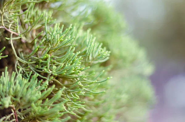 Juniper Tree In Winter Foggy Morning (fundo de foco suave ). — Fotografia de Stock