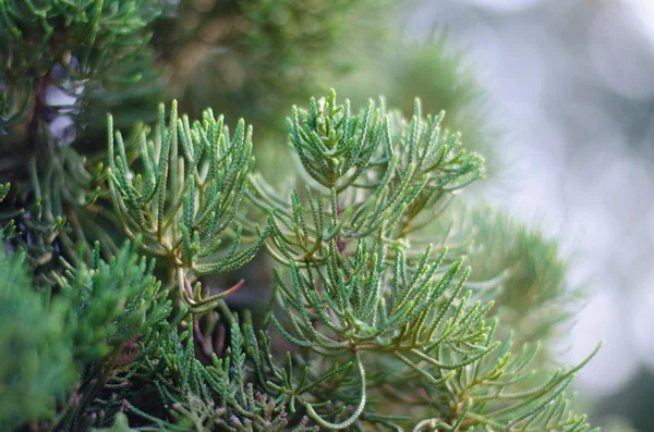 Juniper Tree In Winter Foggy Morning (fundo de foco suave ). — Fotografia de Stock