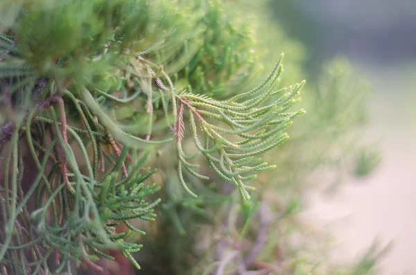 Juniper Tree In Winter Foggy Morning (fundo de foco suave ). — Fotografia de Stock