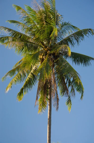 Кокосовое дерево и голубое небо - это фон . — стоковое фото
