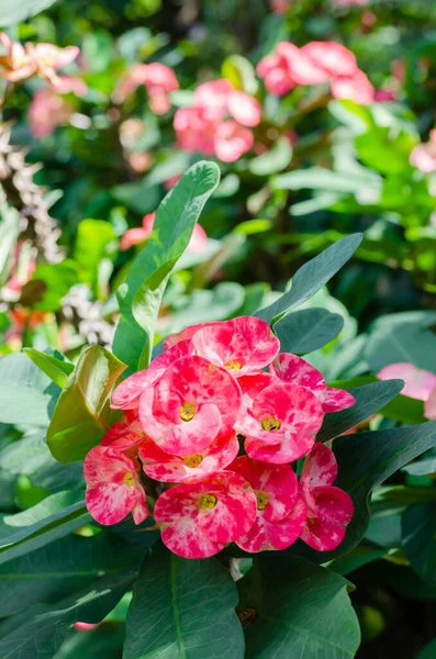 Corona Roja Espinas Flor Euphorbia Milii Nombre Botánico Está Floreciendo —  Fotos de Stock