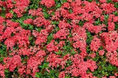 Sarı İğne Çiçeği (ya da botanik adı Ixora Coccinea), Çiçek açan çiçek..