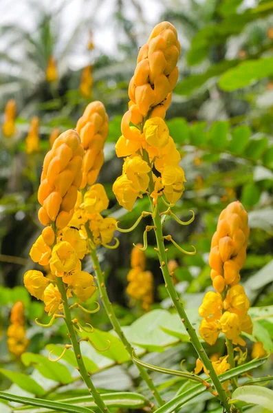 Ringworm Bush Flower or Candle Bush Flower (botanical name is Senna Alata) is Thai Herb In Natural Garden.