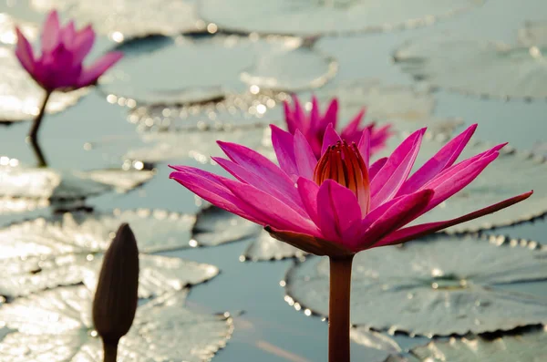 Red Lotus Blooming Natural Pond — Stock Photo, Image