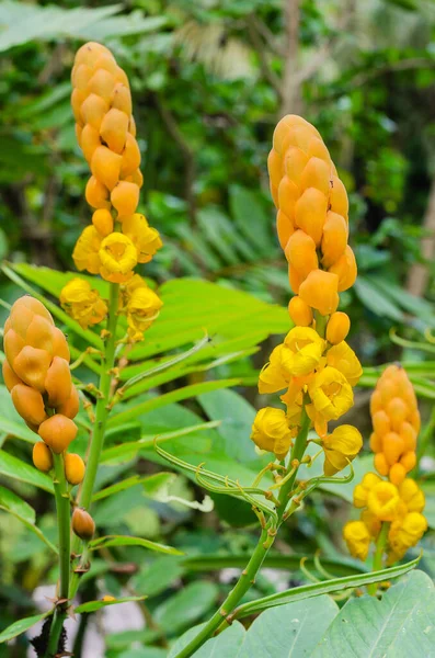 Ringworm Bush Flower or Candle Bush Flower (botanical name is Senna Alata) is Thai Herb In Natural Garden.