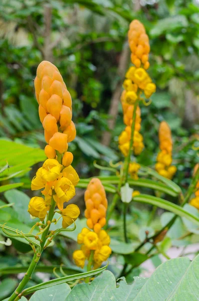 Ringworm Bush Flower or Candle Bush Flower (botanical name is Senna Alata) is Thai Herb In Natural Garden.