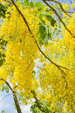 Cassia Fistula 'nın sarı çiçeği (veya Altın Duş Ağacı) Yaz mevsiminde çiçek açıyor.