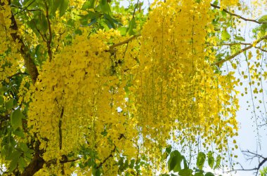 Cassia Fistula 'nın sarı çiçeği (veya Altın Duş Ağacı) Yaz mevsiminde çiçek açıyor.