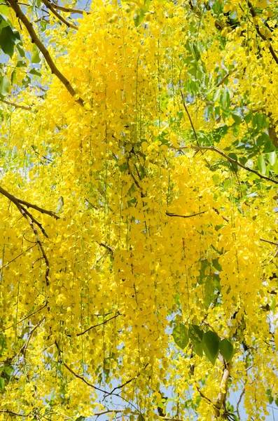 Flor Amarilla Cassia Fístula Árbol Dorado Ducha Está Floreciendo Temporada —  Fotos de Stock