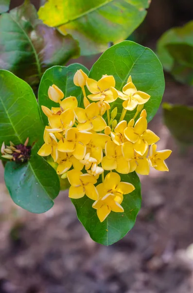 Flor Agulha Amarela Nome Botânico Ixora Coccinea Está Florescendo — Fotografia de Stock