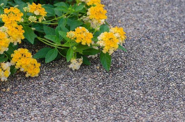 Flores Amarelas Florescendo Caminho — Fotografia de Stock