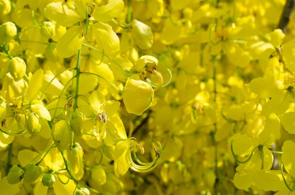 Flor Amarilla Cassia Fístula Árbol Dorado Ducha Está Floreciendo Temporada —  Fotos de Stock