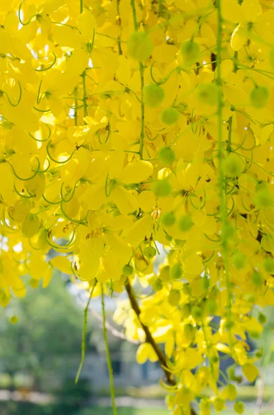 Cassia Fistula Nın Sarı Çiçeği Veya Altın Duş Ağacı Yaz — Stok fotoğraf