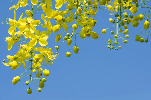 Flor Amarilla Cassia Fístula Árbol Dorado Ducha Está Floreciendo Temporada —  Fotos de Stock