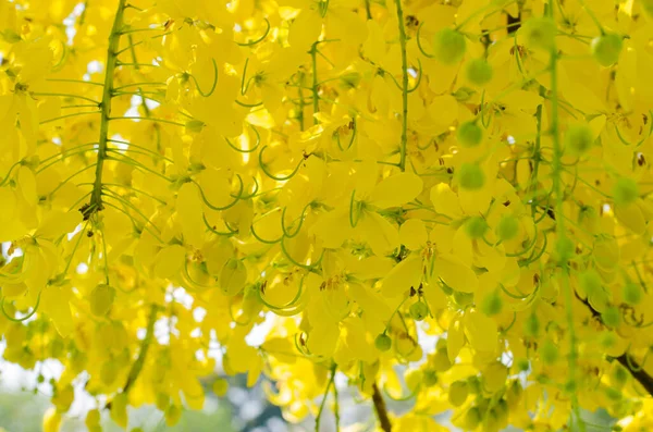 Flor Amarela Cássia Fístula Árvore Dourada Chuveiro Está Florescendo Temporada — Fotografia de Stock