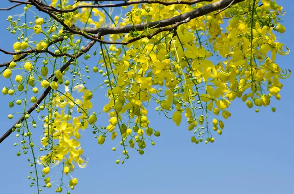 Flor Amarela Cássia Fístula Árvore Dourada Chuveiro Está Florescendo Temporada — Fotografia de Stock