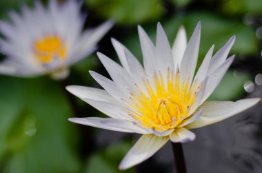 Beyaz Nilüfer Çiçeği 'nin Sarı Poleni.