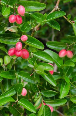 Carunda Fruit veya Caranda Carandas Linn (botanik adı) Doğal Bahçede olgunlaşıyor.