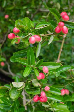 Carunda Fruit veya Caranda Carandas Linn (botanik adı) Doğal Bahçede olgunlaşıyor.