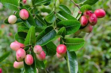 Carunda Fruit veya Caranda Carandas Linn (botanik adı) Doğal Bahçede olgunlaşıyor.