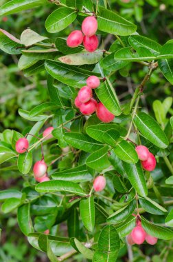 Carunda Fruit veya Caranda Carandas Linn (botanik adı) Doğal Bahçede olgunlaşıyor.