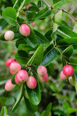 Carunda Fruit veya Caranda Carandas Linn (botanik adı) Doğal Bahçede olgunlaşıyor.
