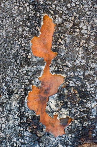 Grunge Peel Texture Tree Trunk — Stock Photo, Image