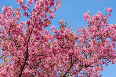 Pembe kiraz çiçeği açıyor..