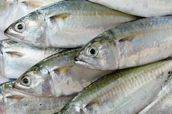 Fresh Sport-Bodied Mackerel for Cooking.