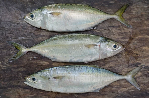 Caballa Fresca Con Cuerpo Deportivo Para Cocinar —  Fotos de Stock