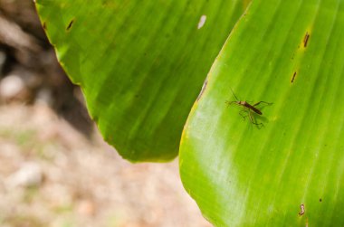 Doğal Arkaplan İçin Muz Yaprağının Dokusuna Yakın Ayrıntılar.