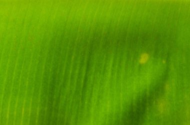 Doğal Arkaplan İçin Muz Yaprağının Dokusuna Yakın Ayrıntılar.