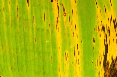 Doğal Arkaplan İçin Muz Yaprağının Dokusuna Yakın Ayrıntılar.