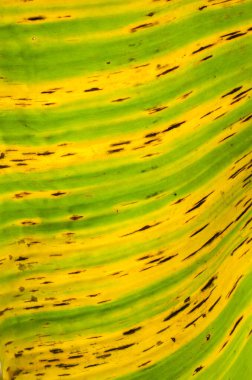 Doğal Arkaplan İçin Muz Yaprağının Dokusuna Yakın Ayrıntılar.