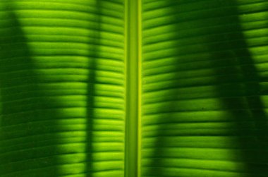 Doğal Arkaplan İçin Muz Yaprağının Dokusuna Yakın Ayrıntılar.